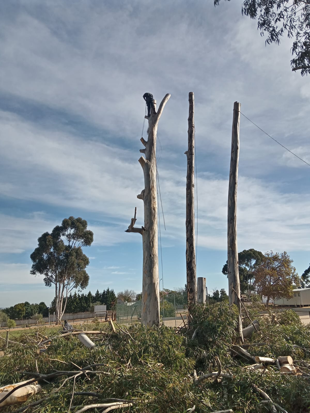 Gum Tree Removal Parow