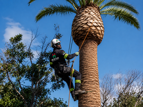 Palm Tree Pruning - Hard Tree Fellers