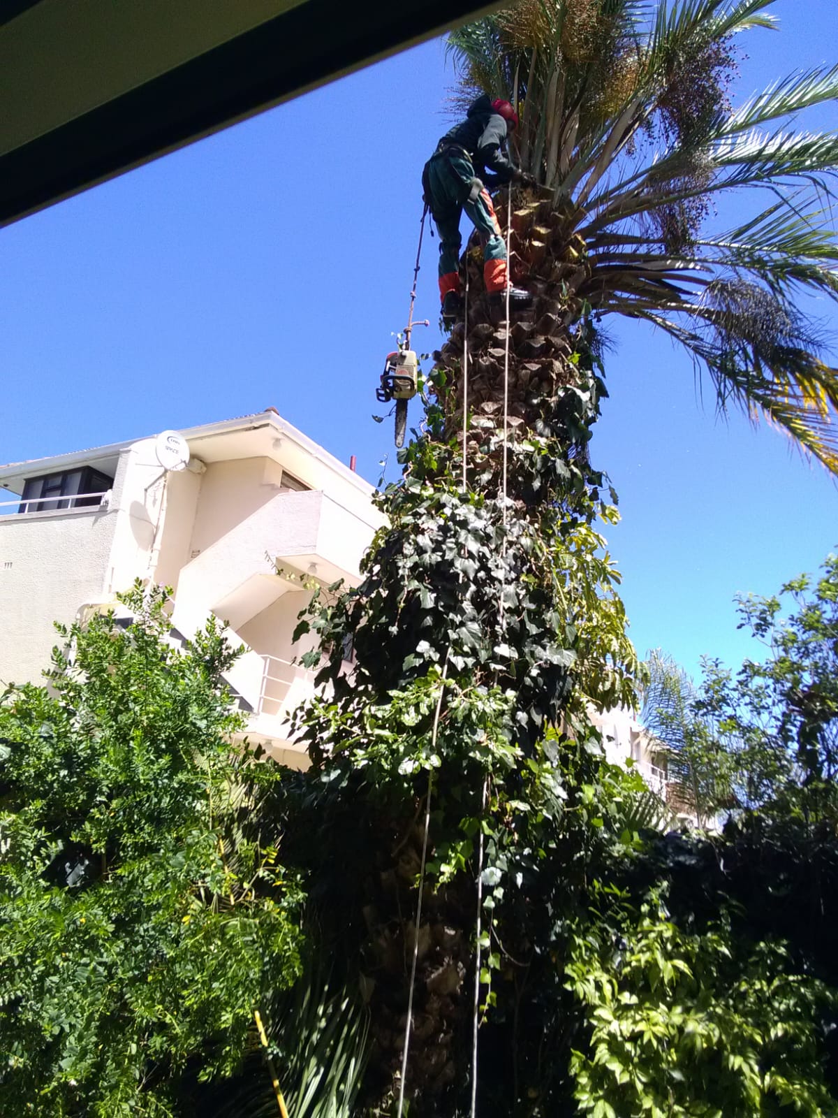 Palm Tree Trimming Milnerton