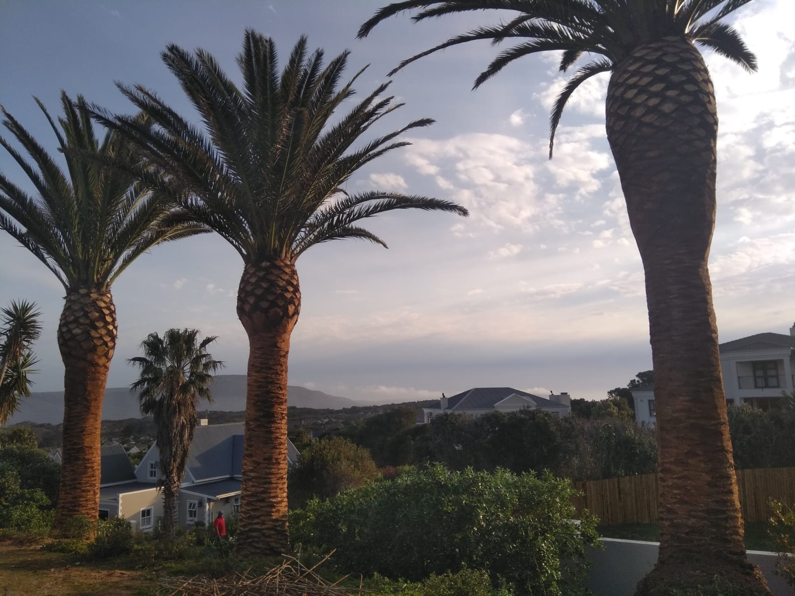 Palm Tree Trimming