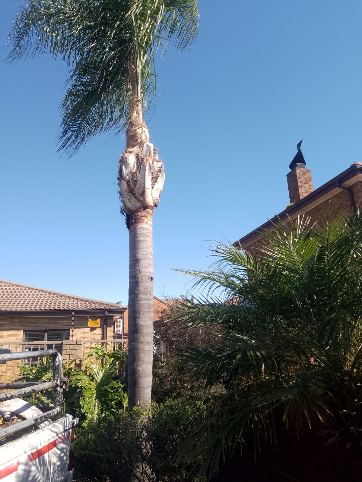 Palm Tree Maintenance Bloubergstrand