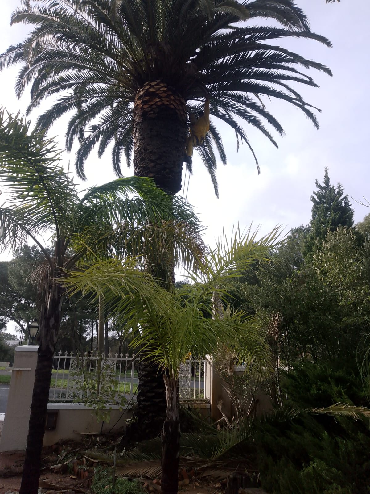 Palm Tree Pruning Parklands