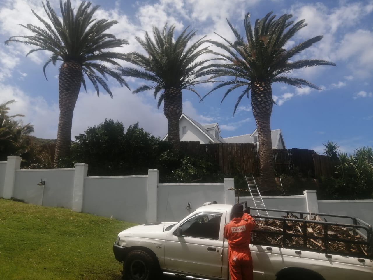Palm Tree Trimming Pinelands
