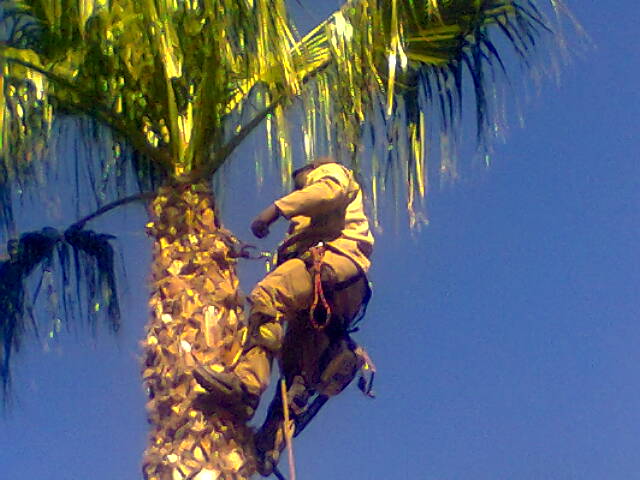 Palm Tree Cleaning Bothasig