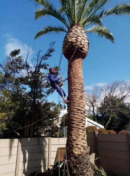 Palm Tree Care Goodwood