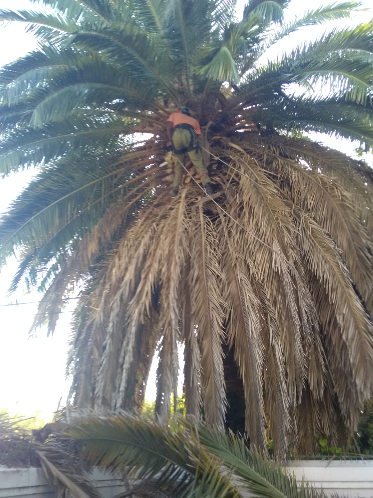 Palm Tree Maintenance Century City