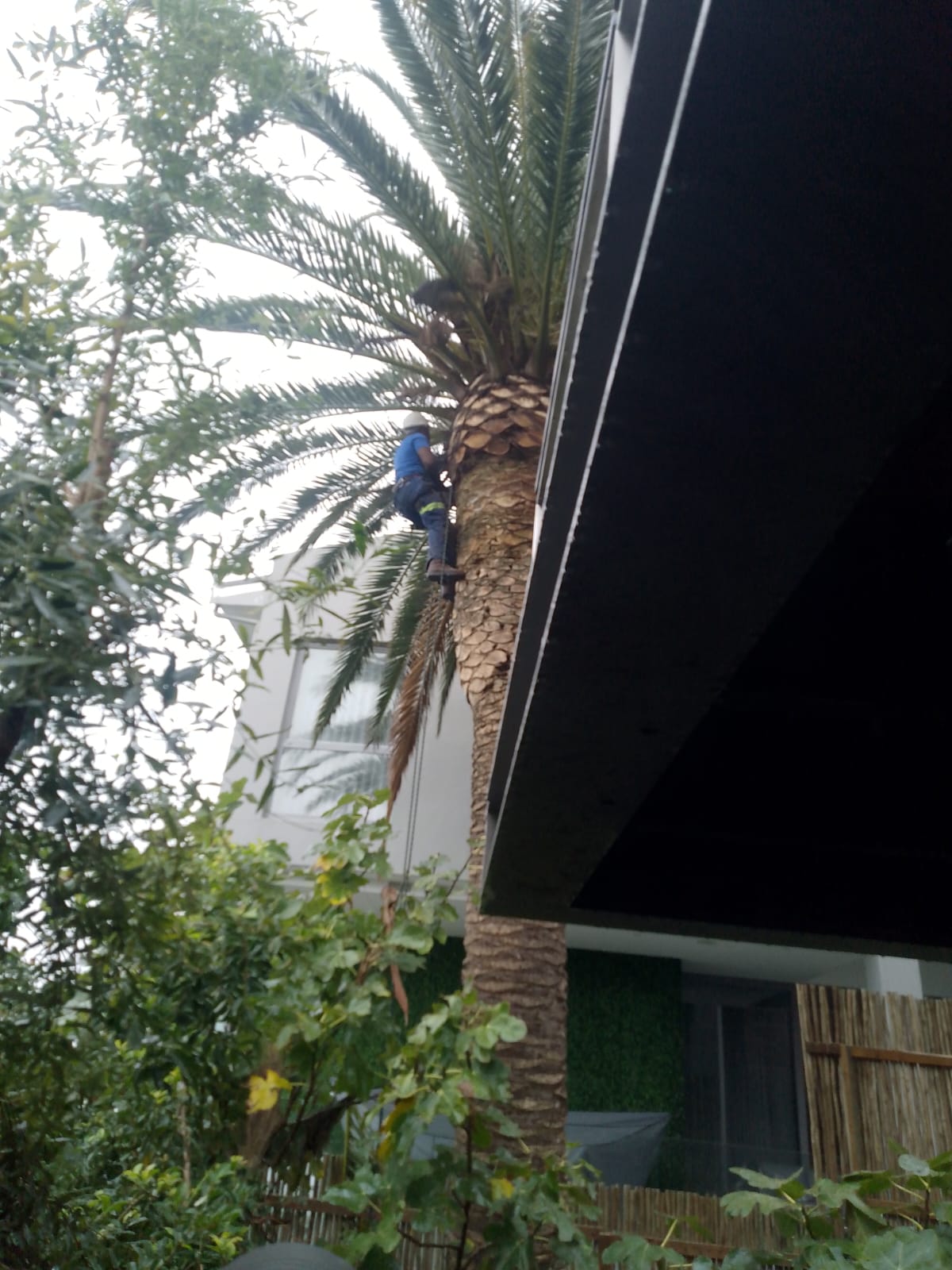Palm Tree Pruning Claremont