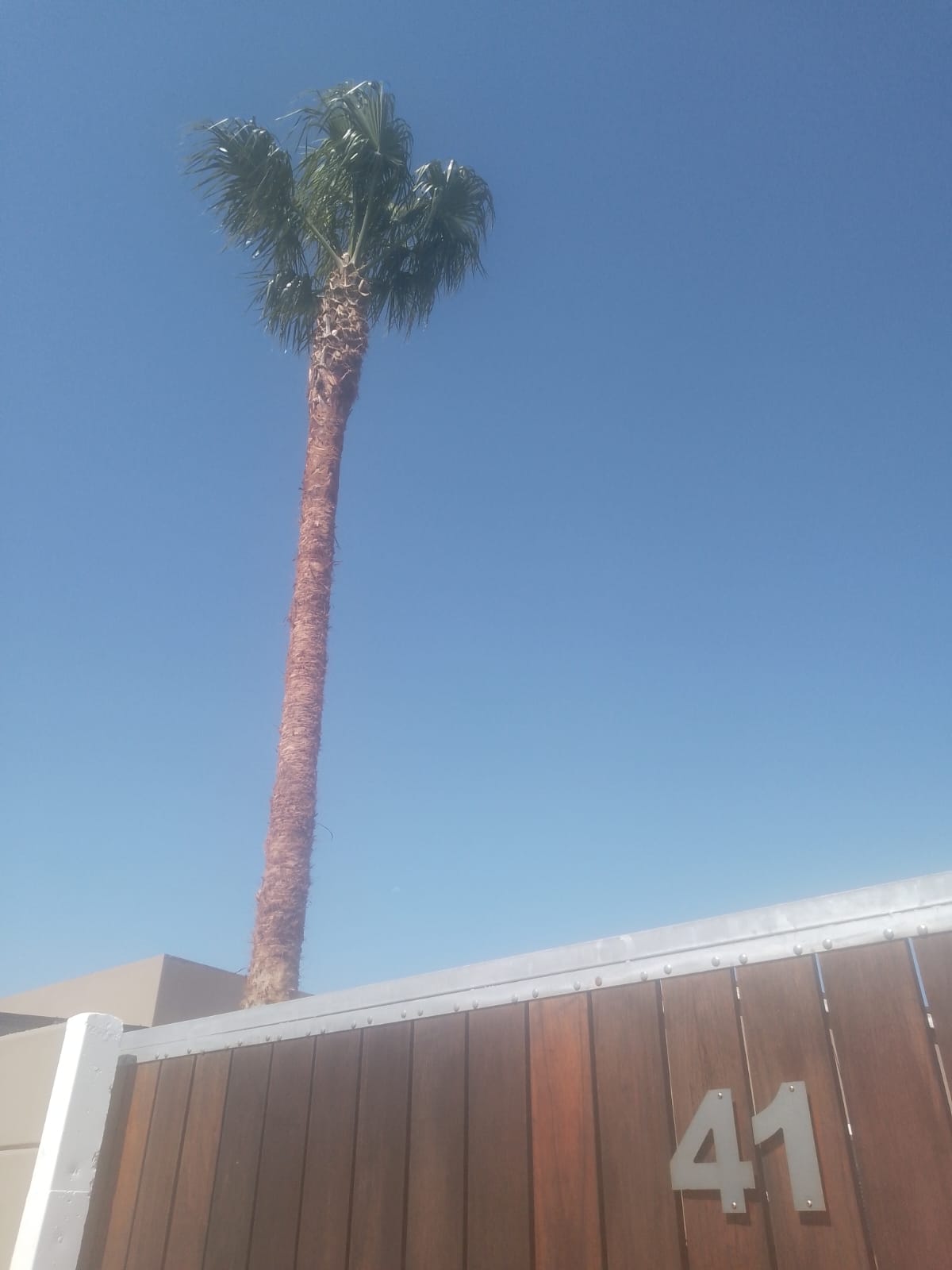 Palm Tree Maintenance Newlands