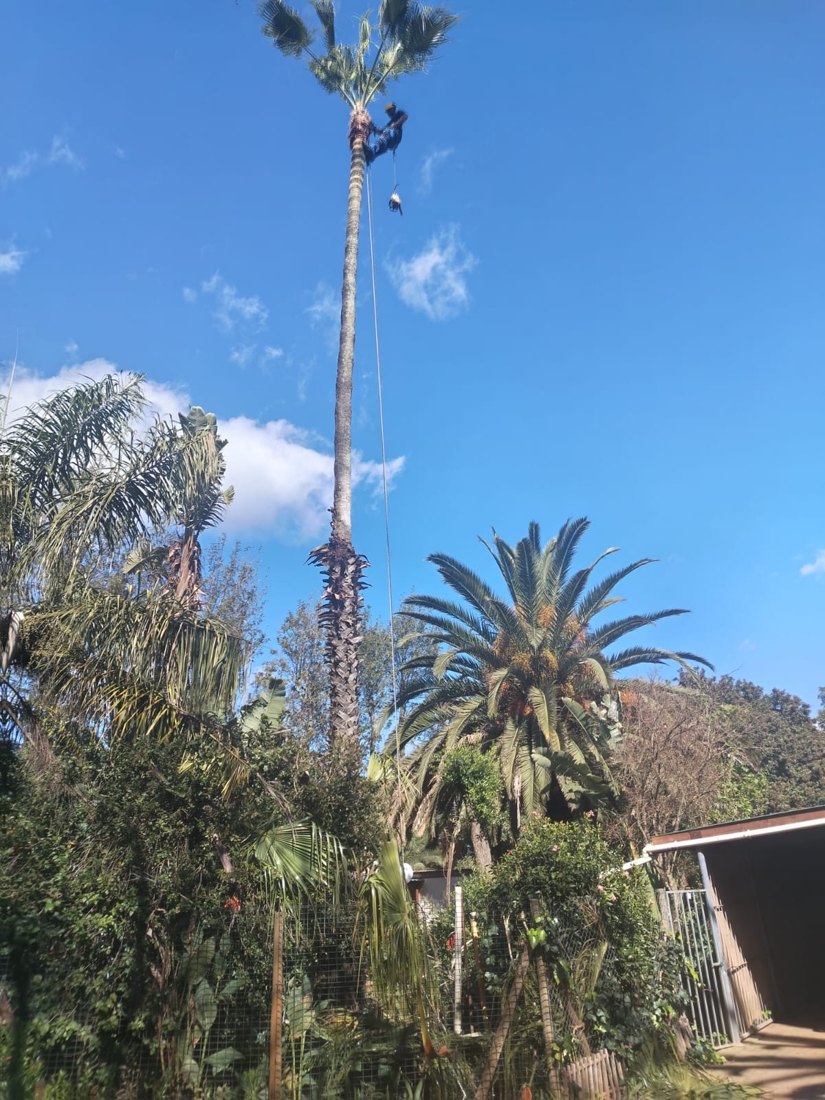 Palm Tree Trimming Green Point