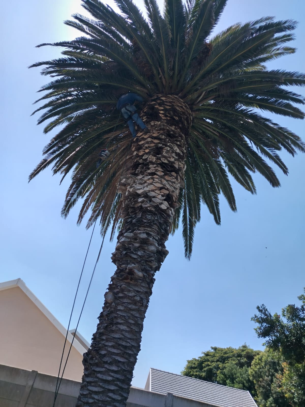 Palm Tree Trimming Sea Point