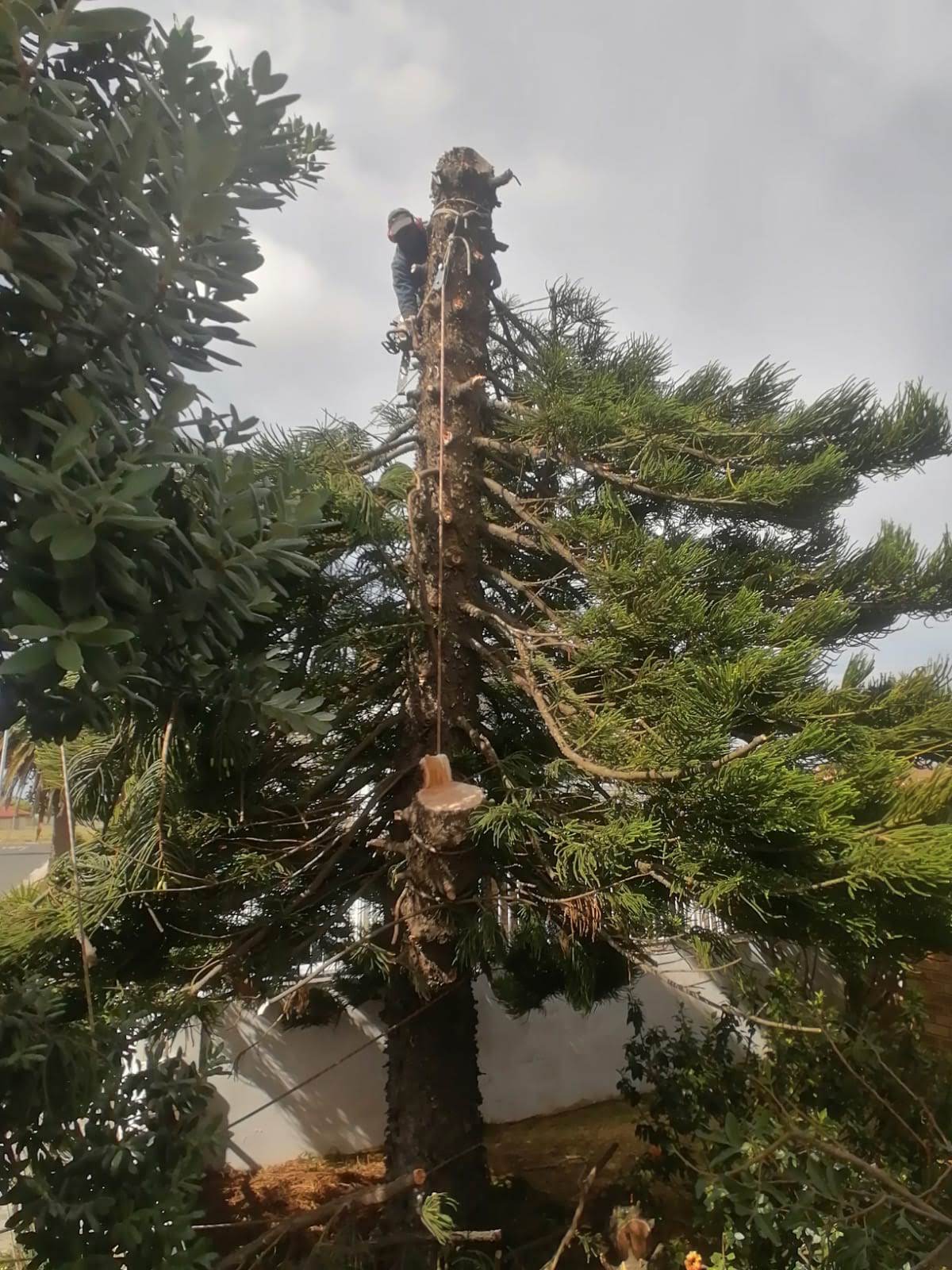 Tree Felling Tokai