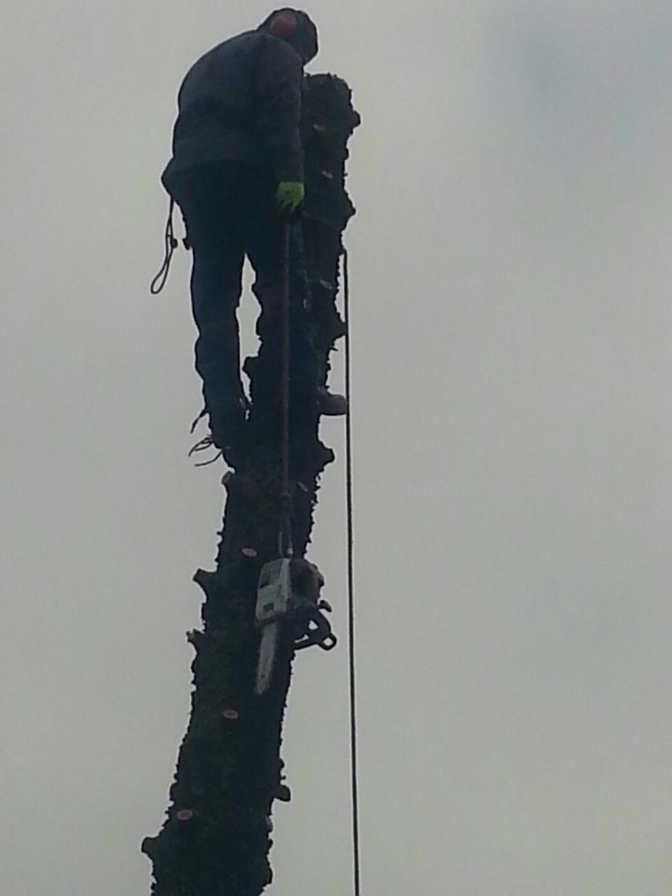 Tree Felling Lansdowne