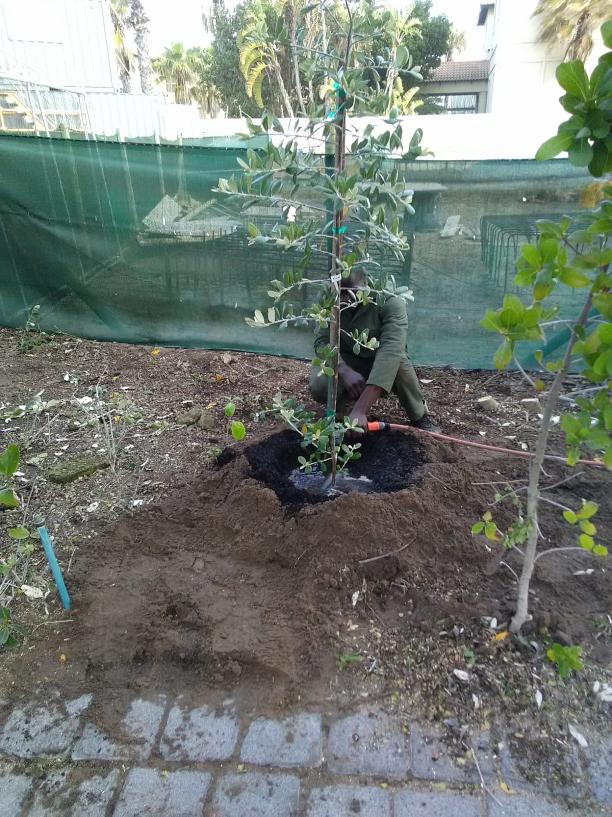 Tree Planting Somerset West