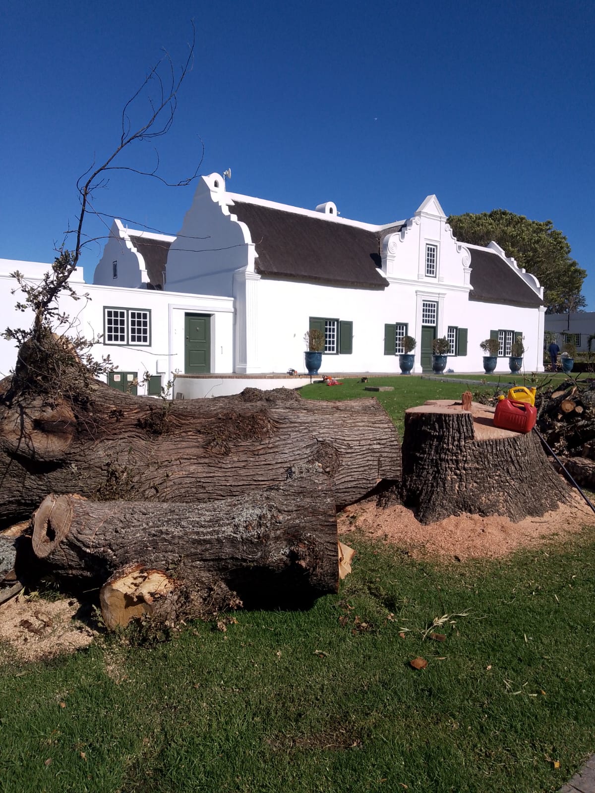Professional Tree Felling Project