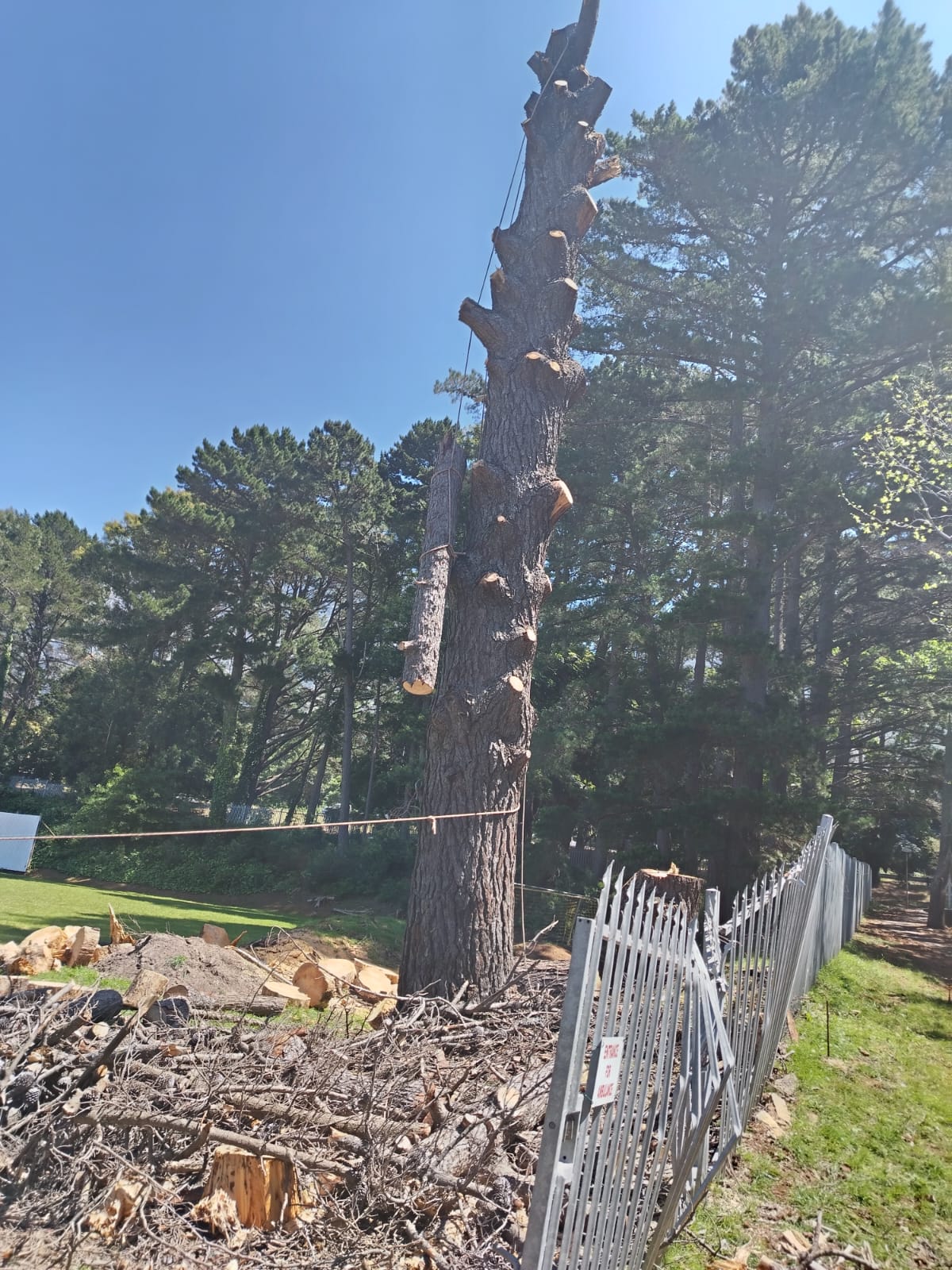 Tree Felling Fish Hoek
