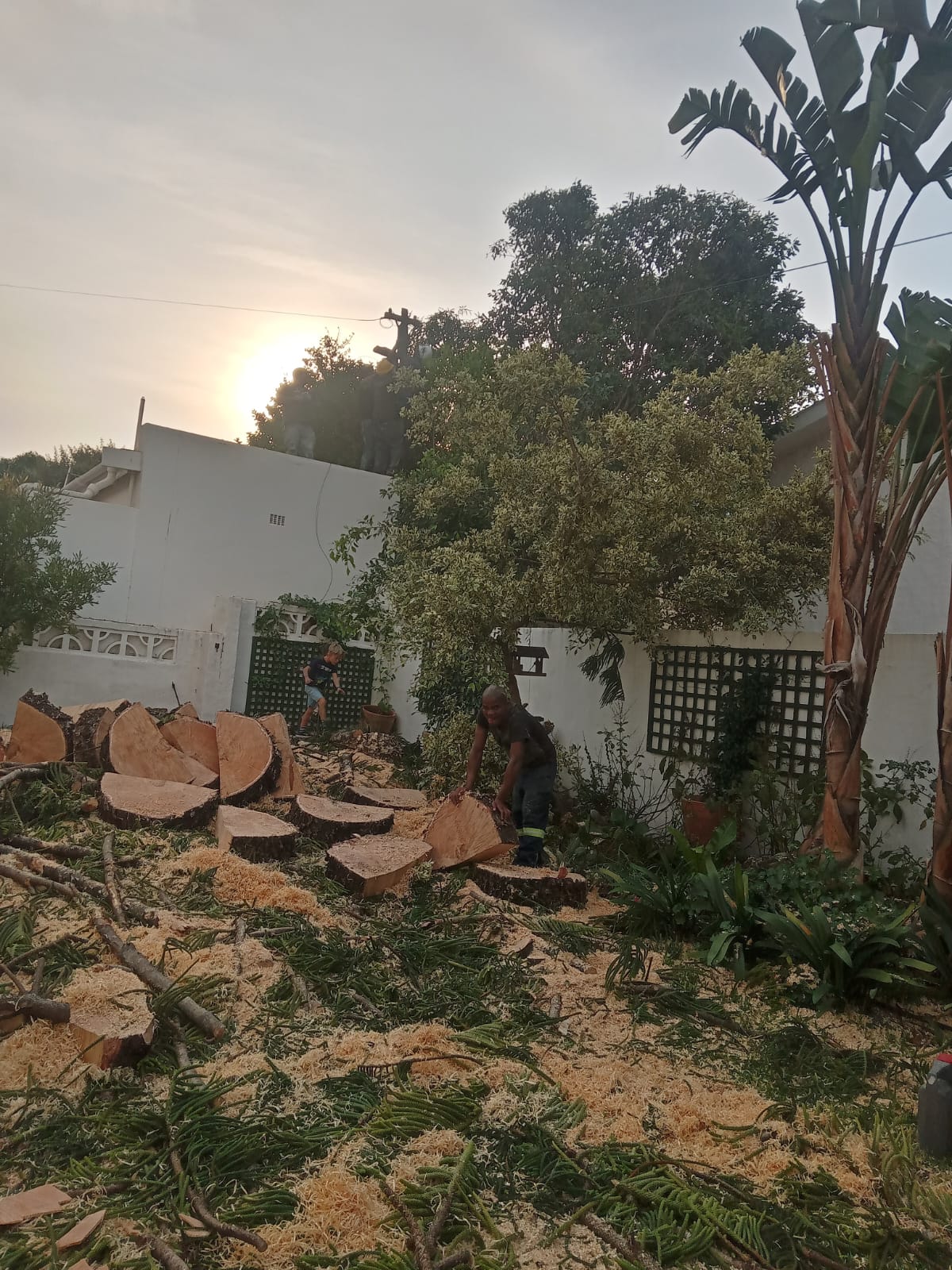 Large Tree Felling Muizenberg